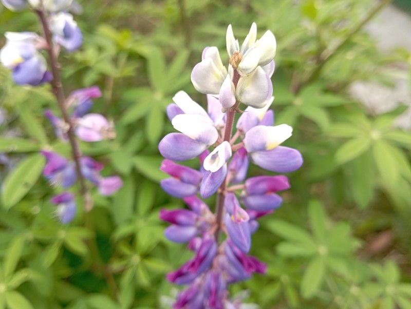 Lupinus aberrans photo 6