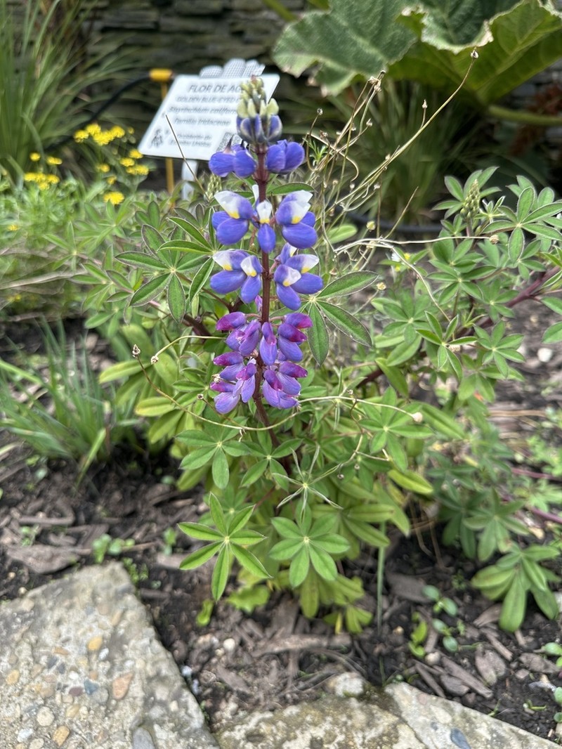 Lupinus aberrans photo 7