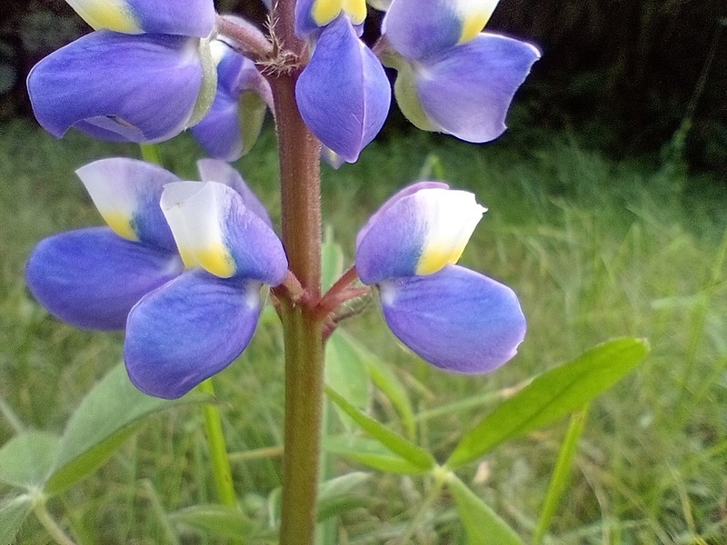Lupinus aberrans photo 8