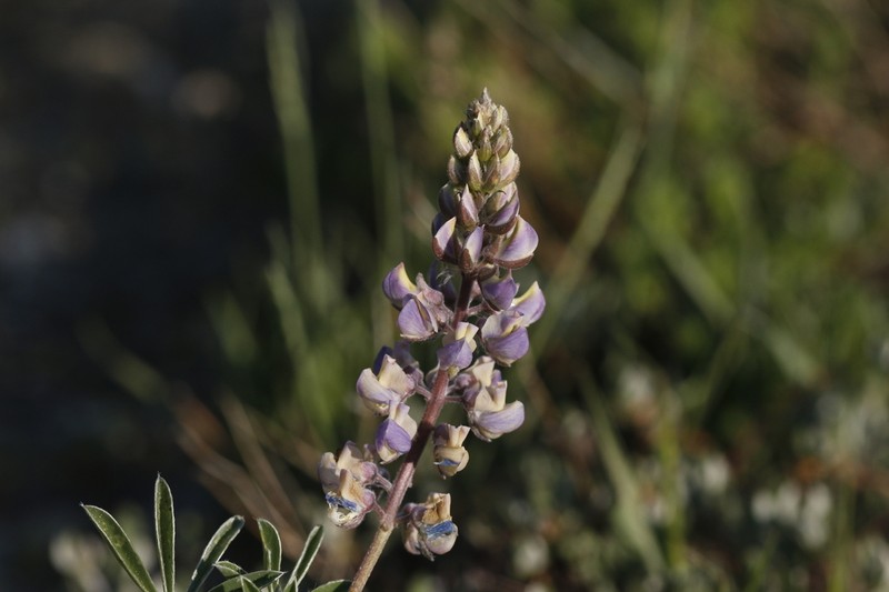 Drew's Silky Lupine