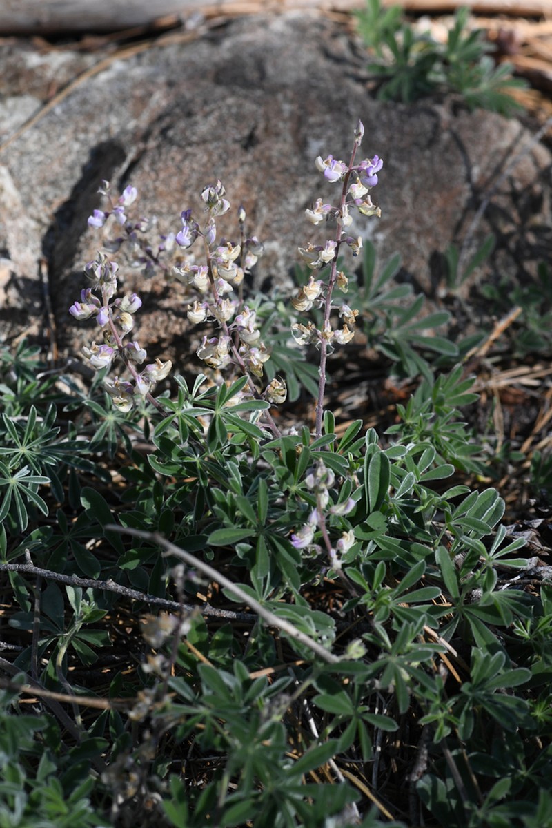 Drew's Silky Lupine photo 2