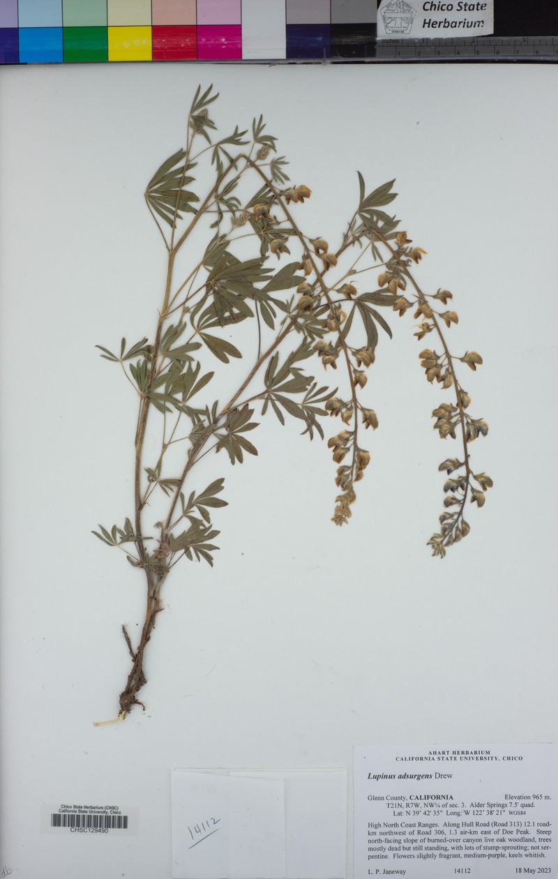 Drew's Silky Lupine photo 4