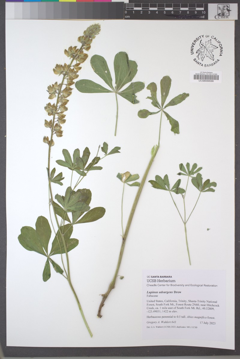 Drew's Silky Lupine photo 5