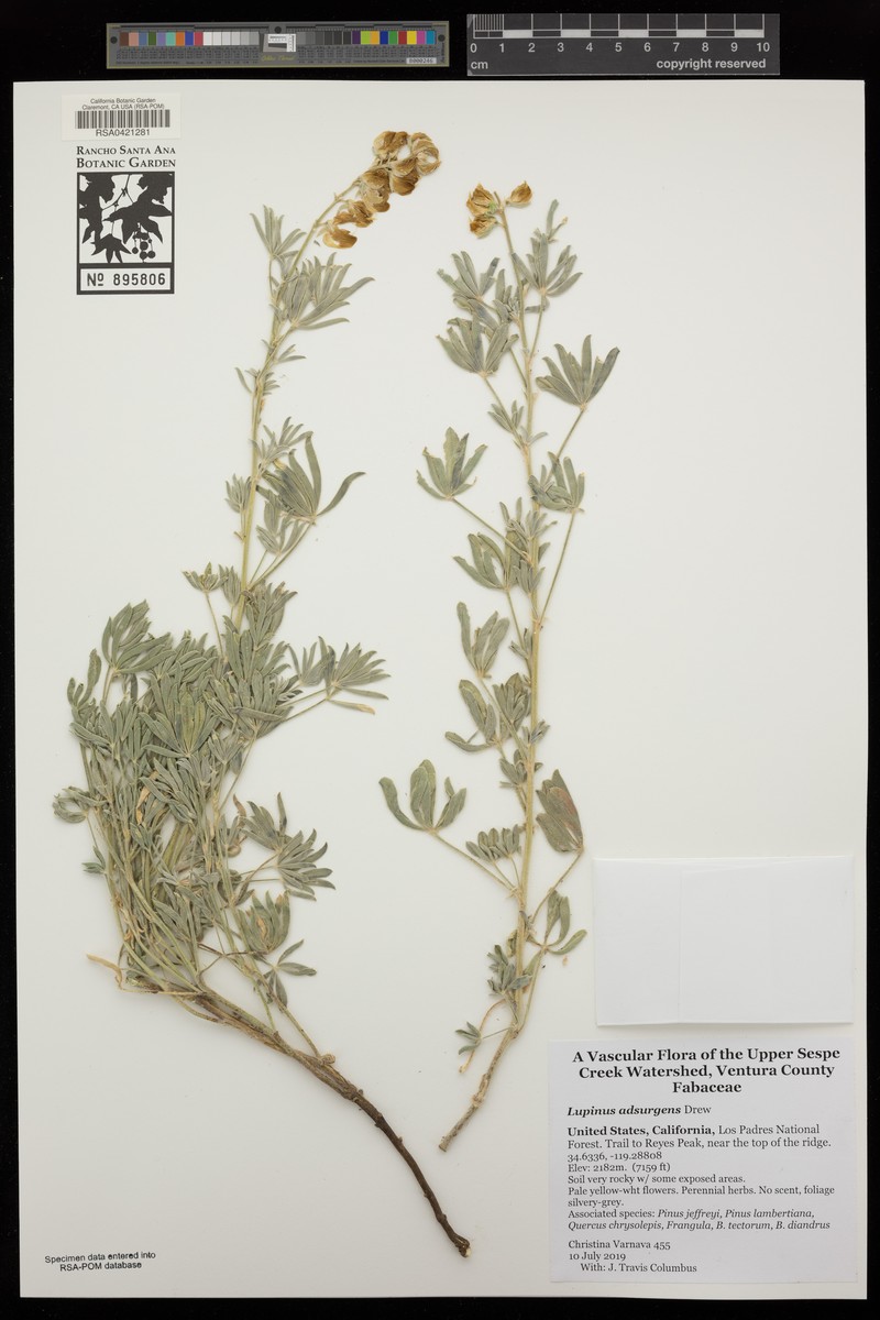 Drew's Silky Lupine photo 7