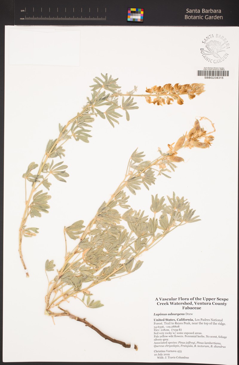 Drew's Silky Lupine photo 8