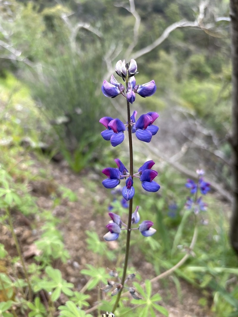 Fleshy Lupine