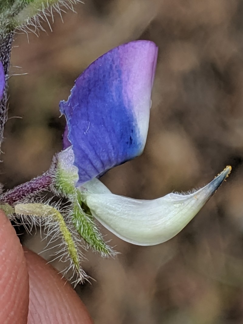 Fleshy Lupine photo 2