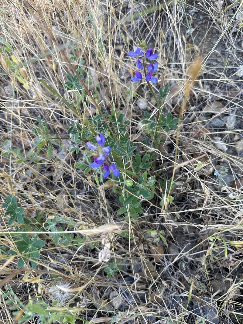 Fleshy Lupine photo 3