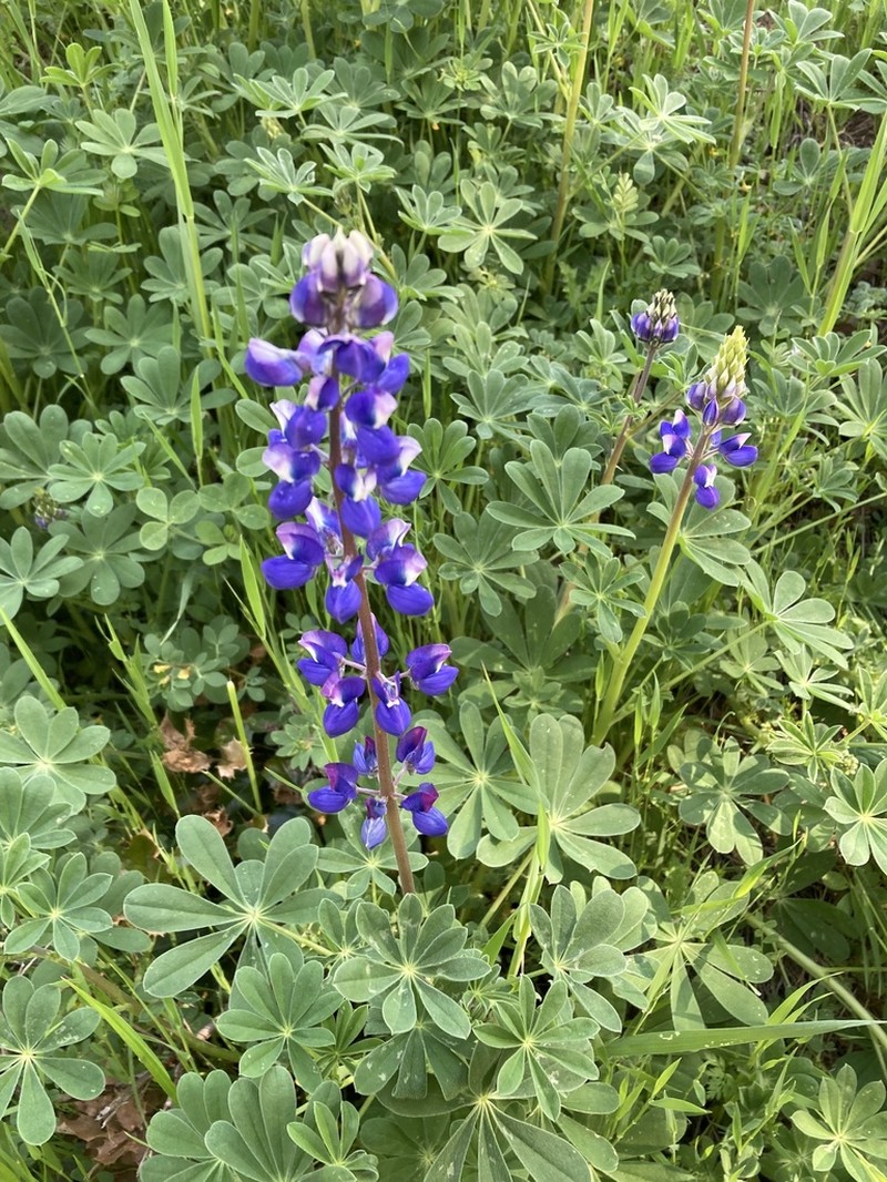 Fleshy Lupine photo 4