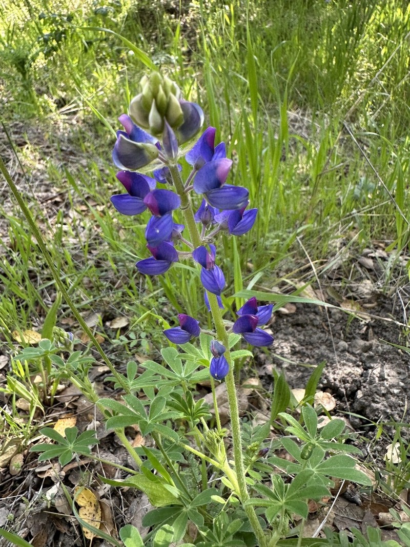 Fleshy Lupine photo 5