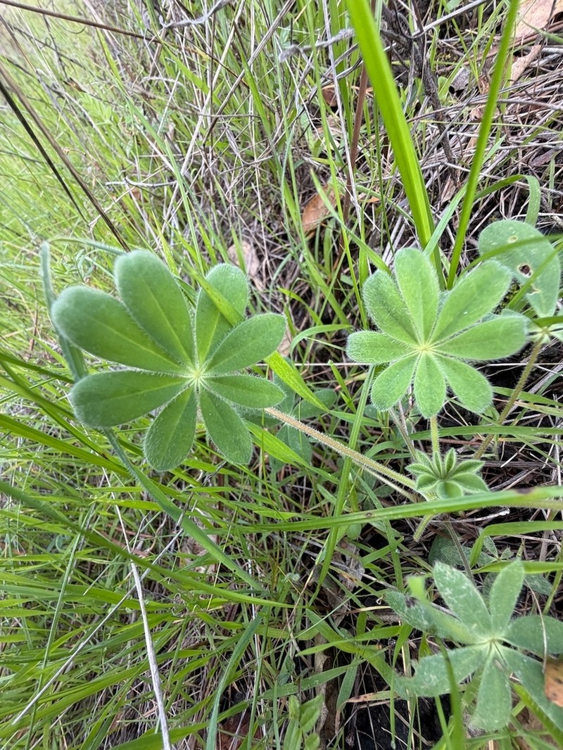 Fleshy Lupine photo 6