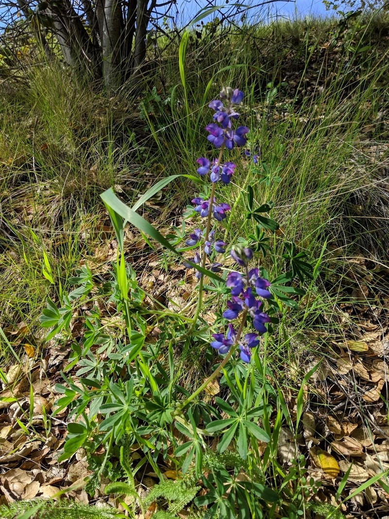 Fleshy Lupine photo 7