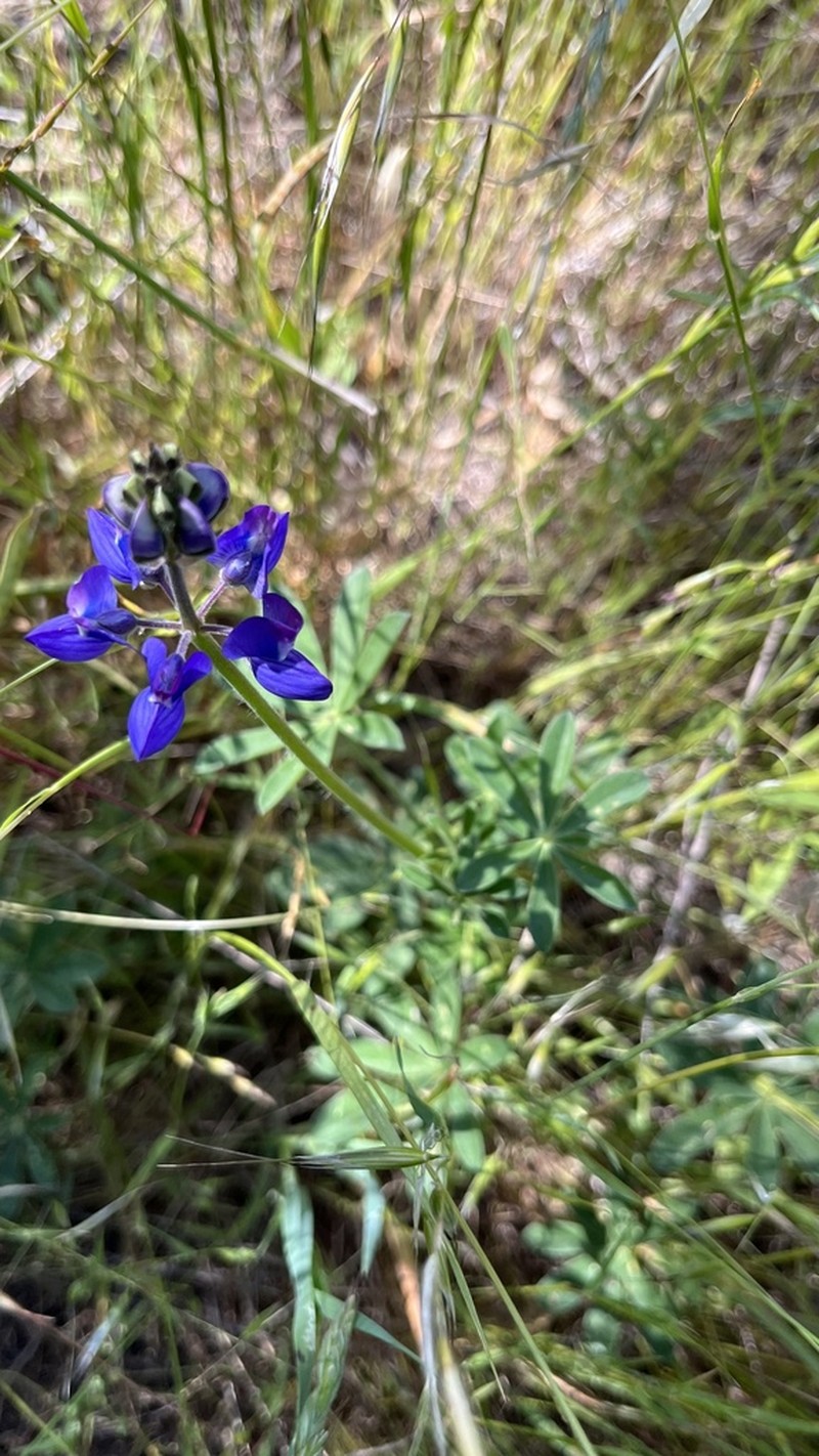 Fleshy Lupine photo 8