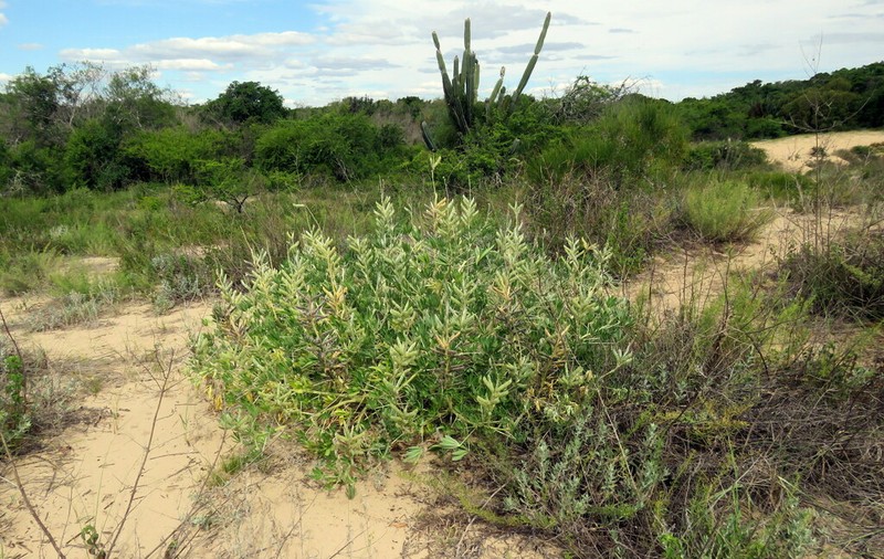 Lupinus albescens