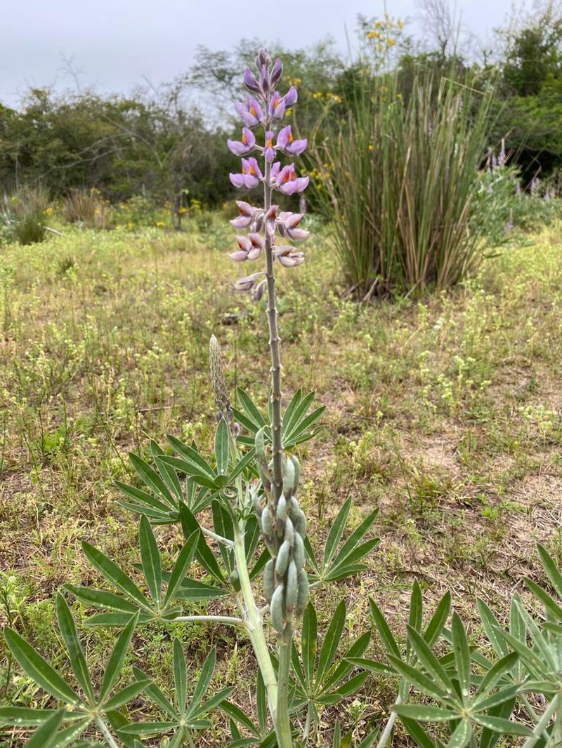 Lupinus albescens photo 2