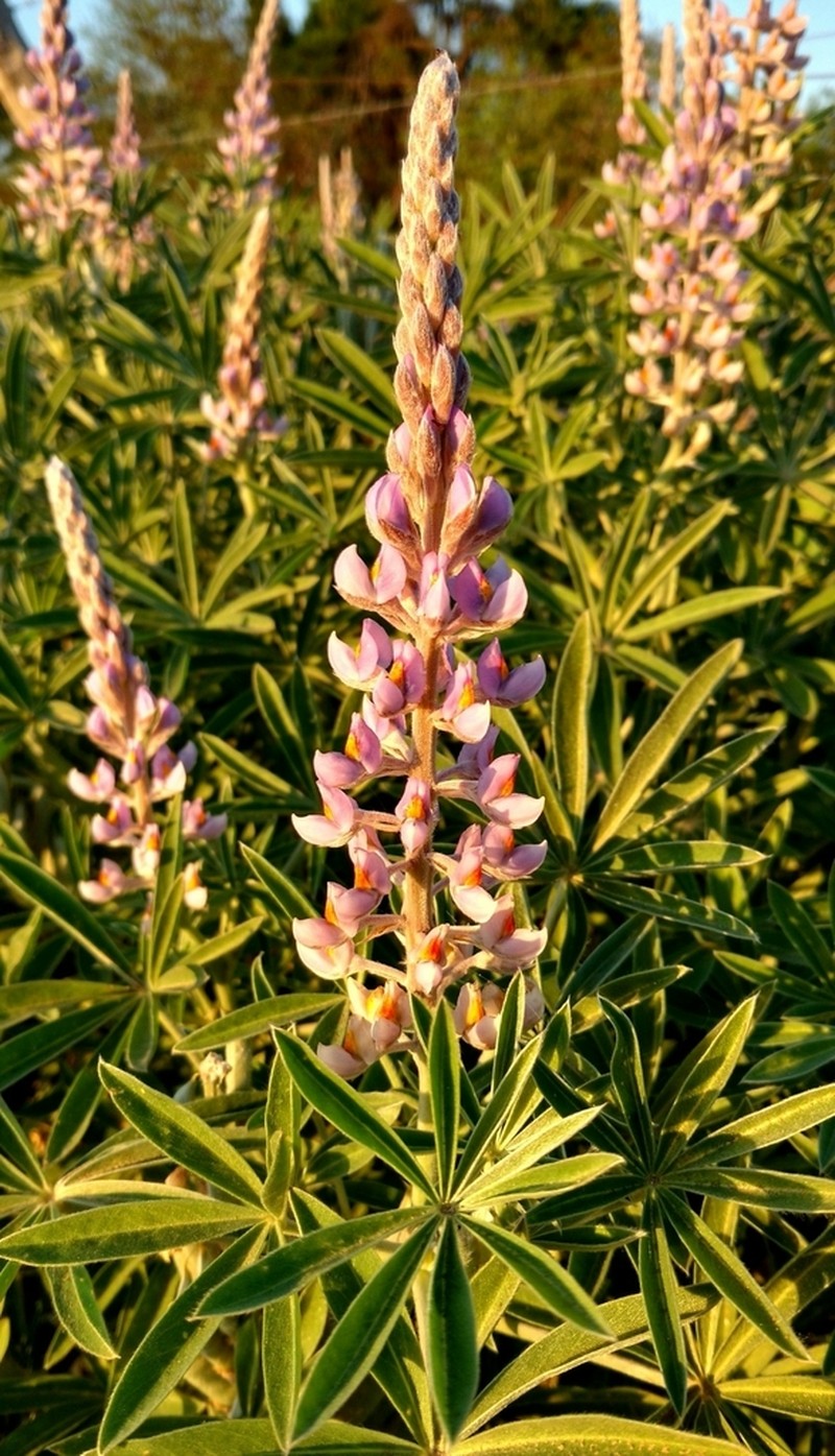 Lupinus albescens photo 3