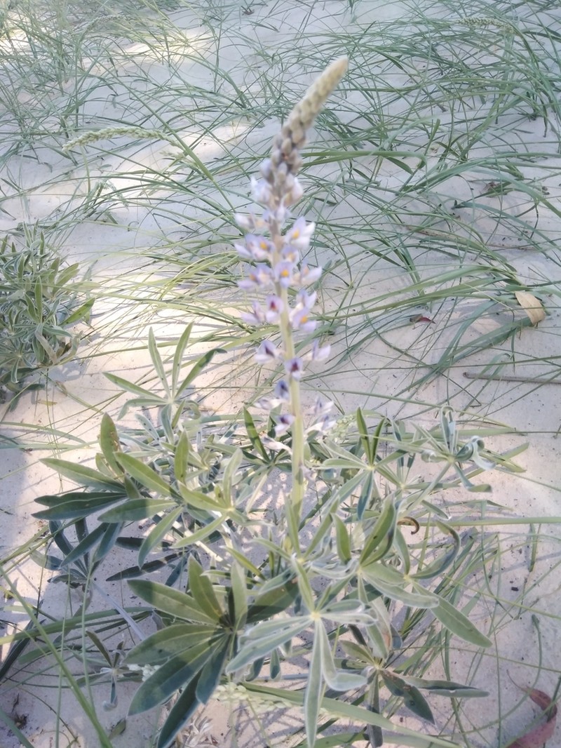 Lupinus albescens photo 4