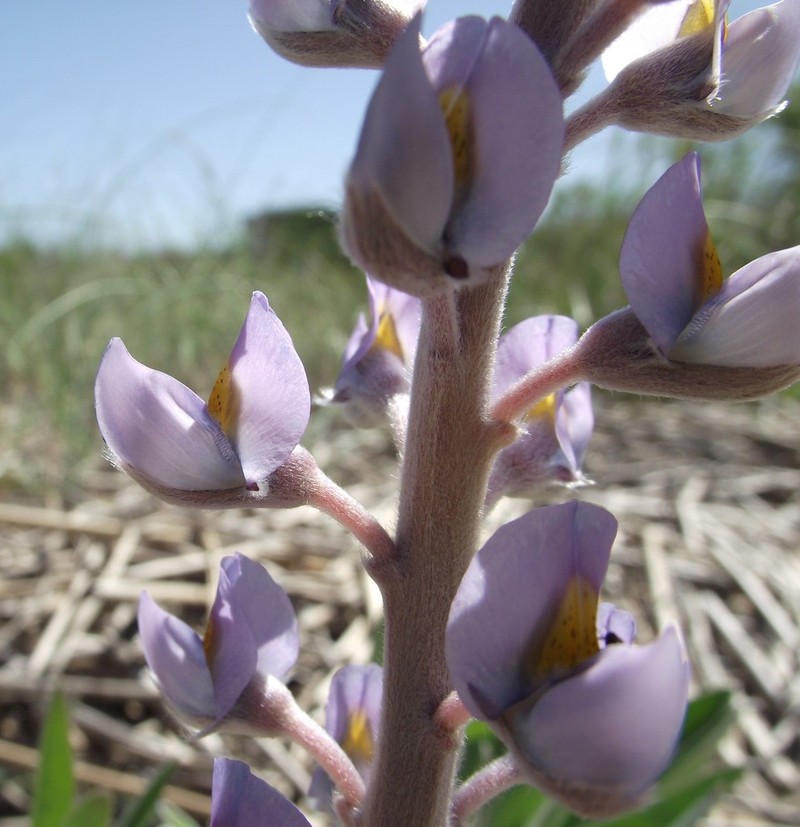 Lupinus albescens photo 5