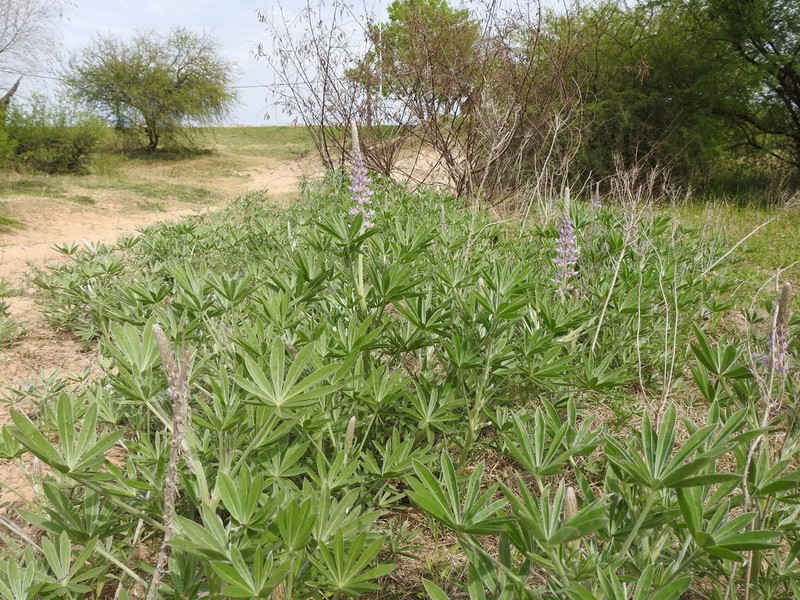 Lupinus albescens photo 6