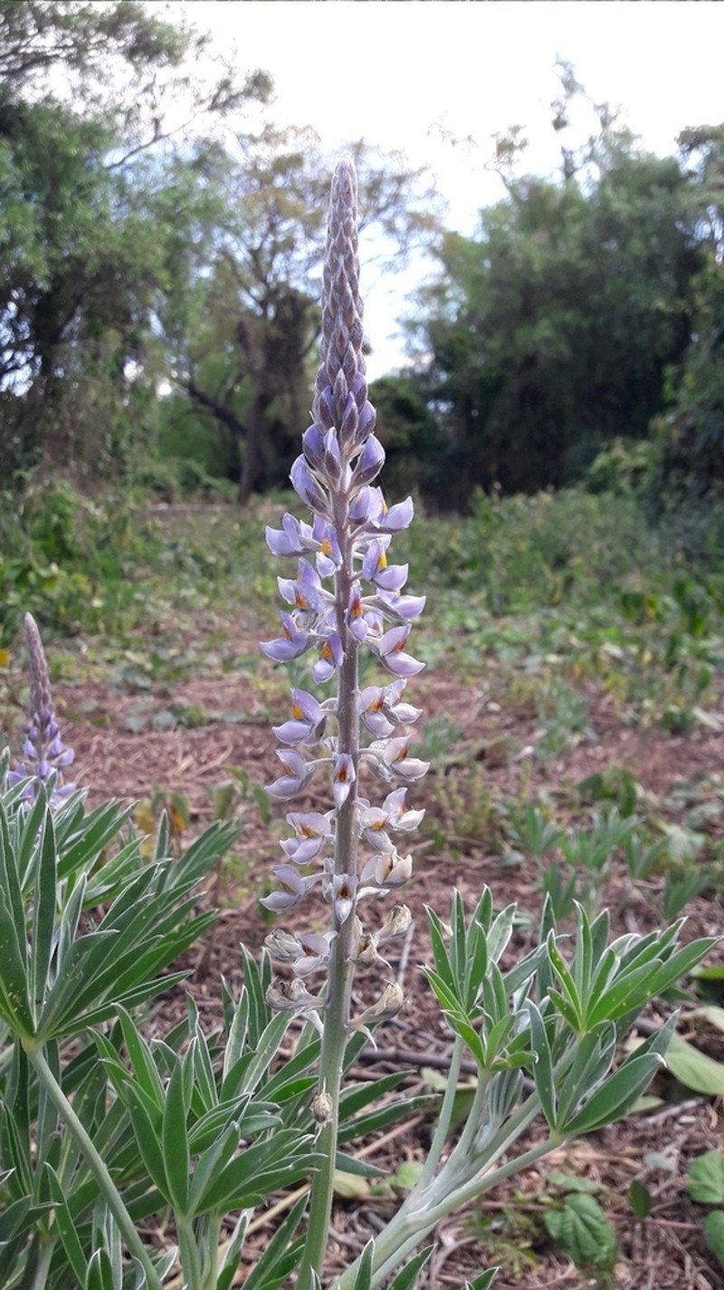 Lupinus albescens photo 7