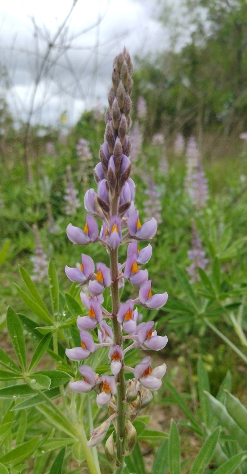 Lupinus albescens photo 8