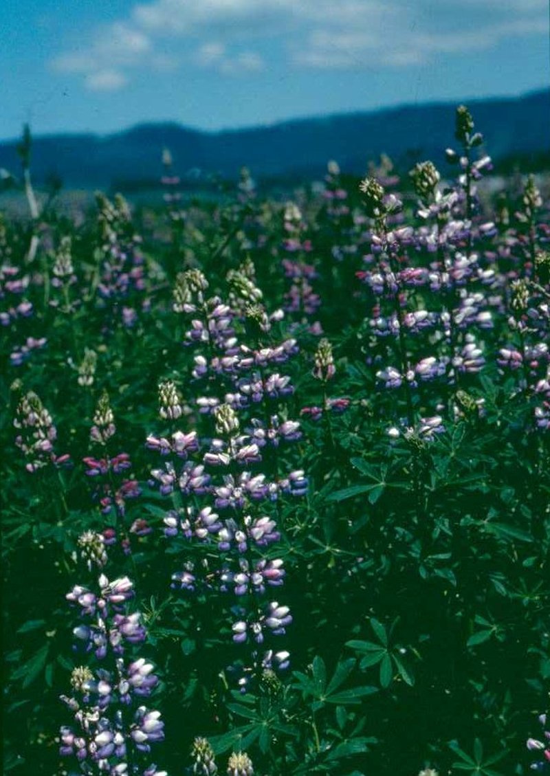 Sicklekeel Lupine