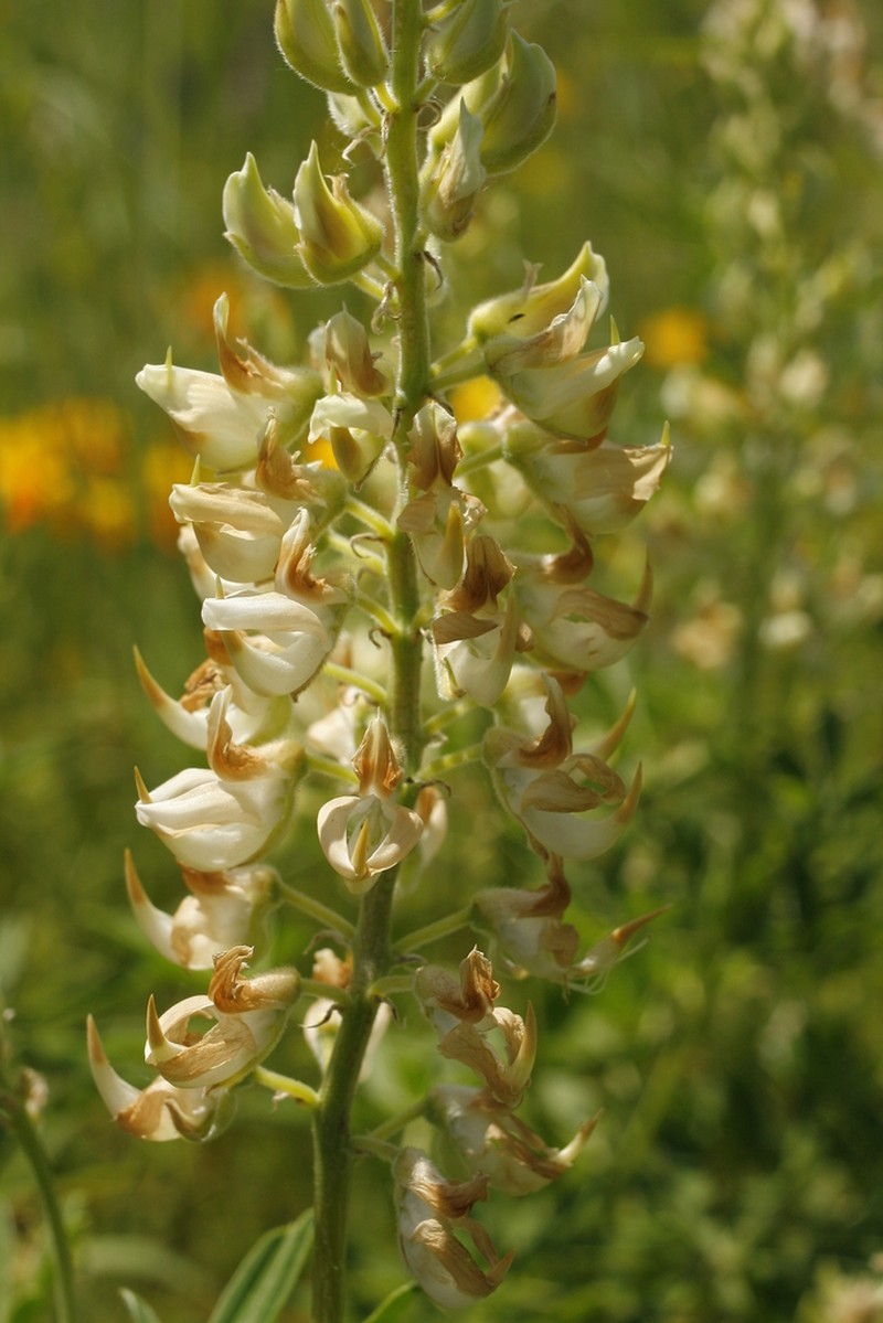 Gorman's Lupine photo 3