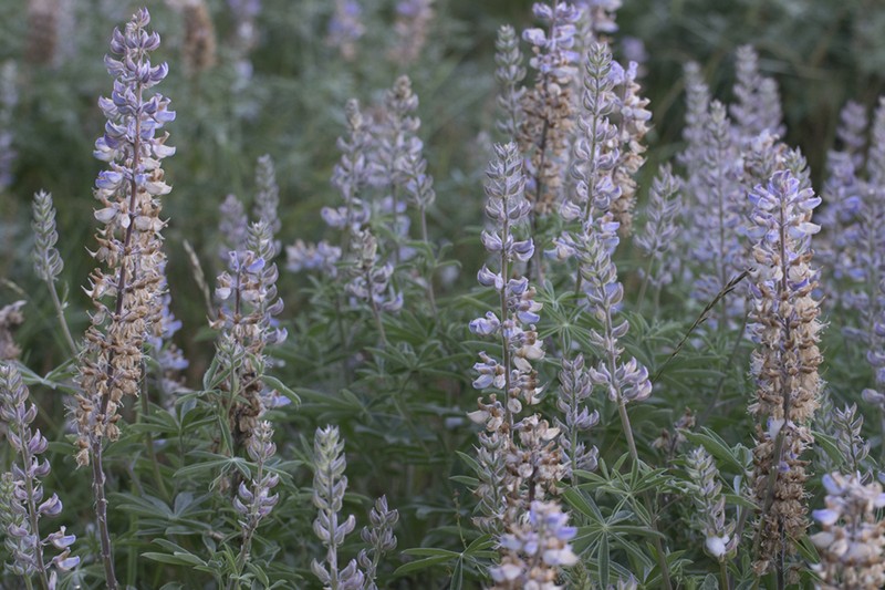 Gorman's Lupine photo 6