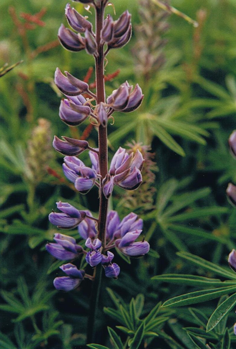 Gorman's Lupine photo 7