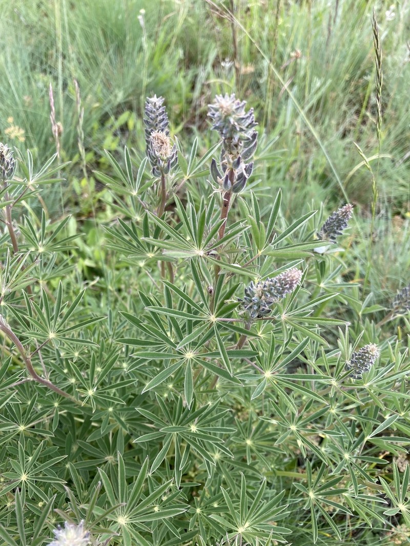 Yuba Lupine photo 4
