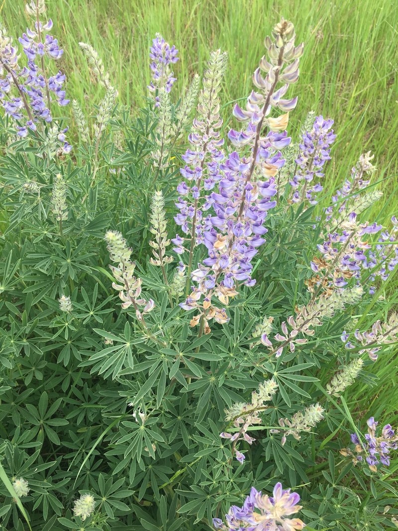 Yuba Lupine photo 5