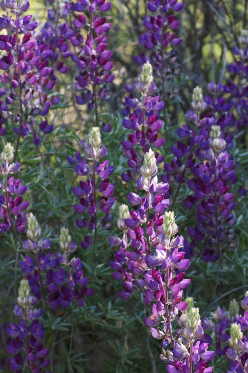 Silver Lupine