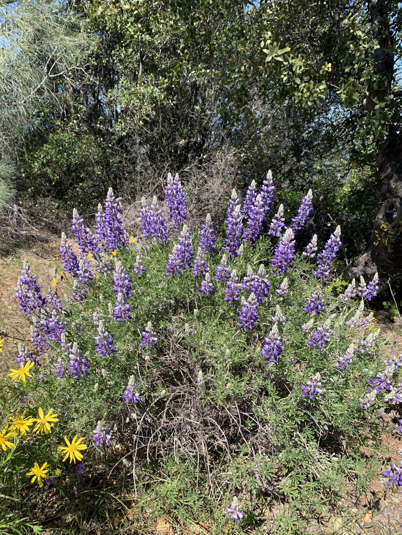 Silver Lupine photo 3