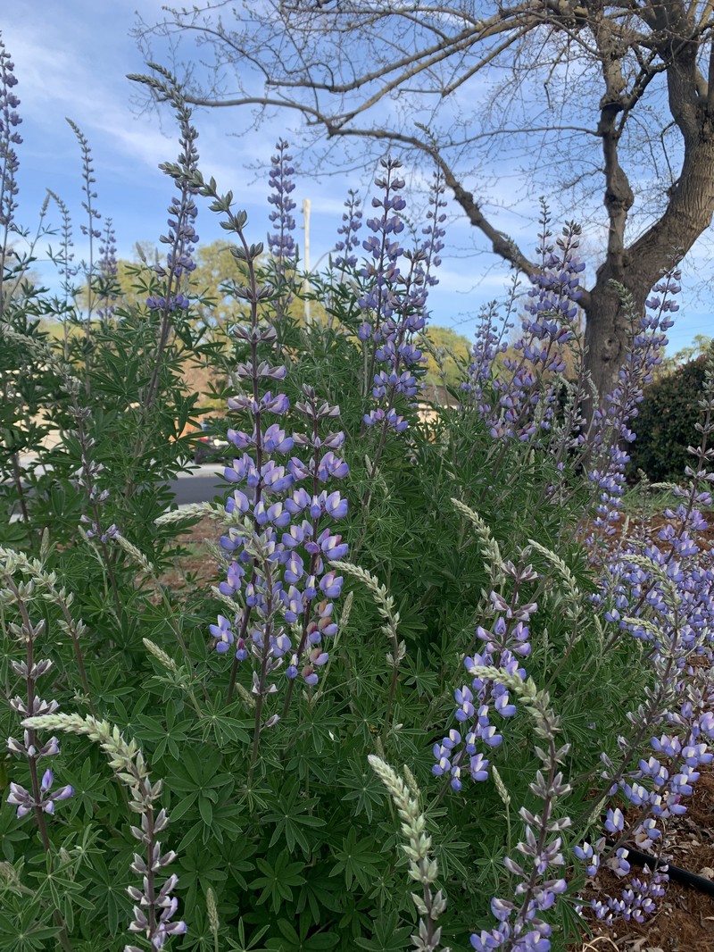 Silver Lupine photo 4