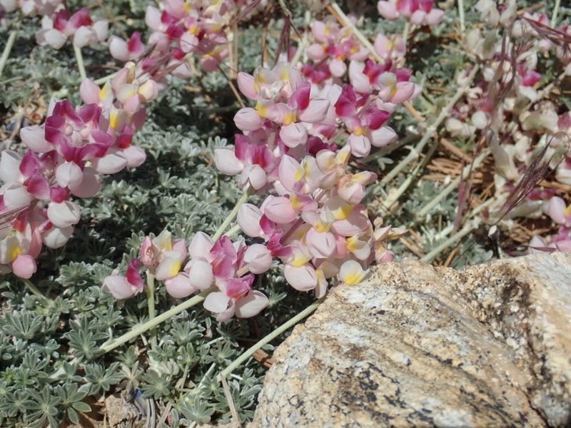 Silver Lupine photo 5