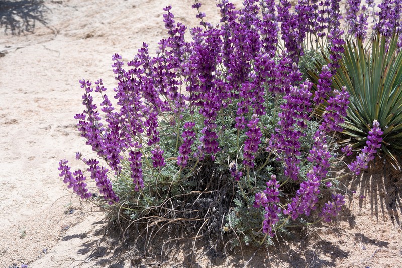 Silver Lupine photo 6