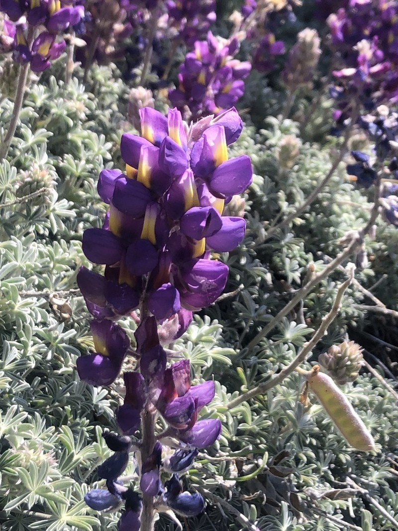 Silver Lupine photo 7