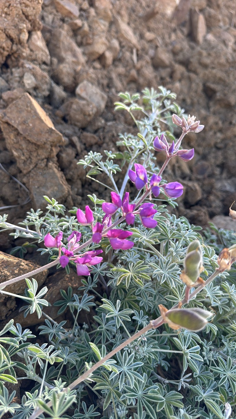 Abrams' Lupine