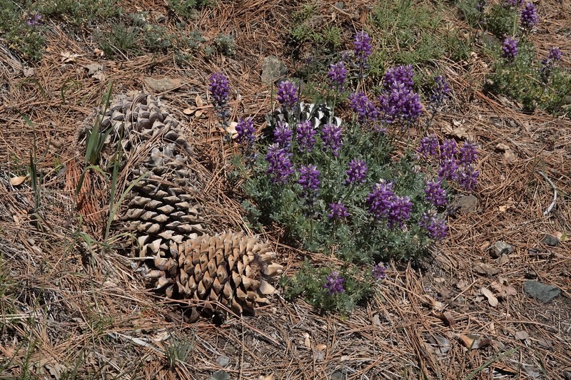 Abrams' Lupine photo 2