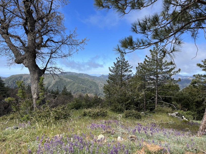 Abrams' Lupine photo 3