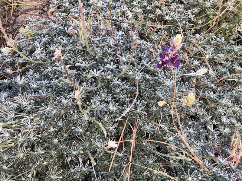 Abrams' Lupine photo 4