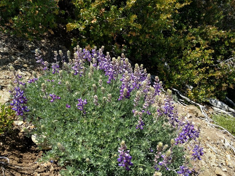 Abrams' Lupine photo 5