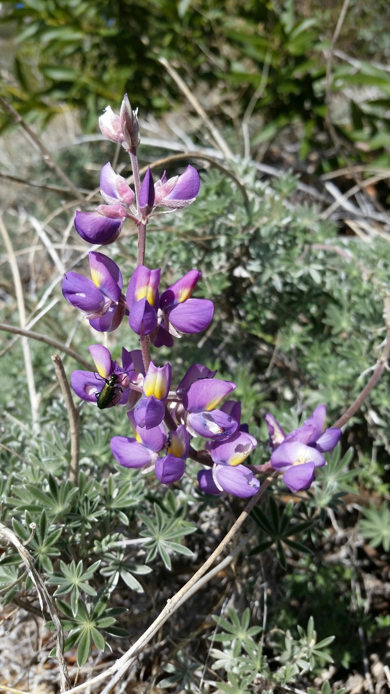 Abrams' Lupine photo 6