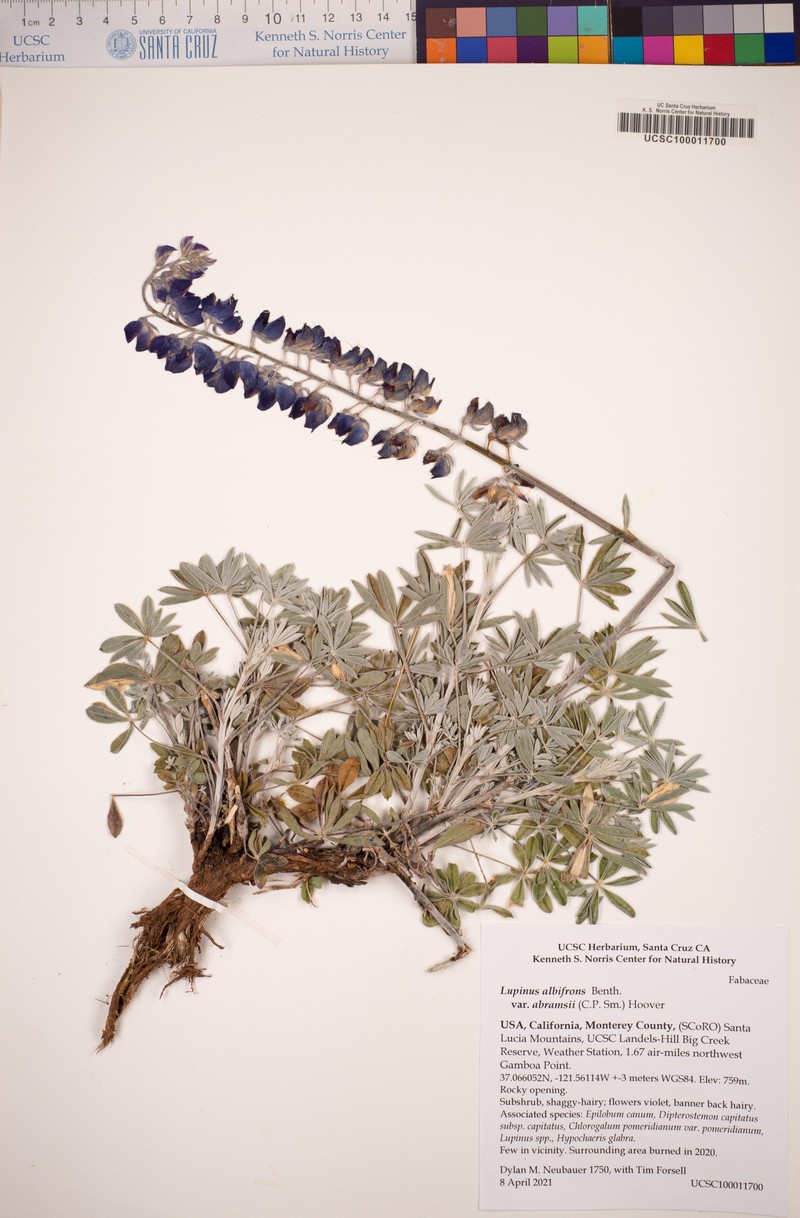 Abrams' Lupine photo 7