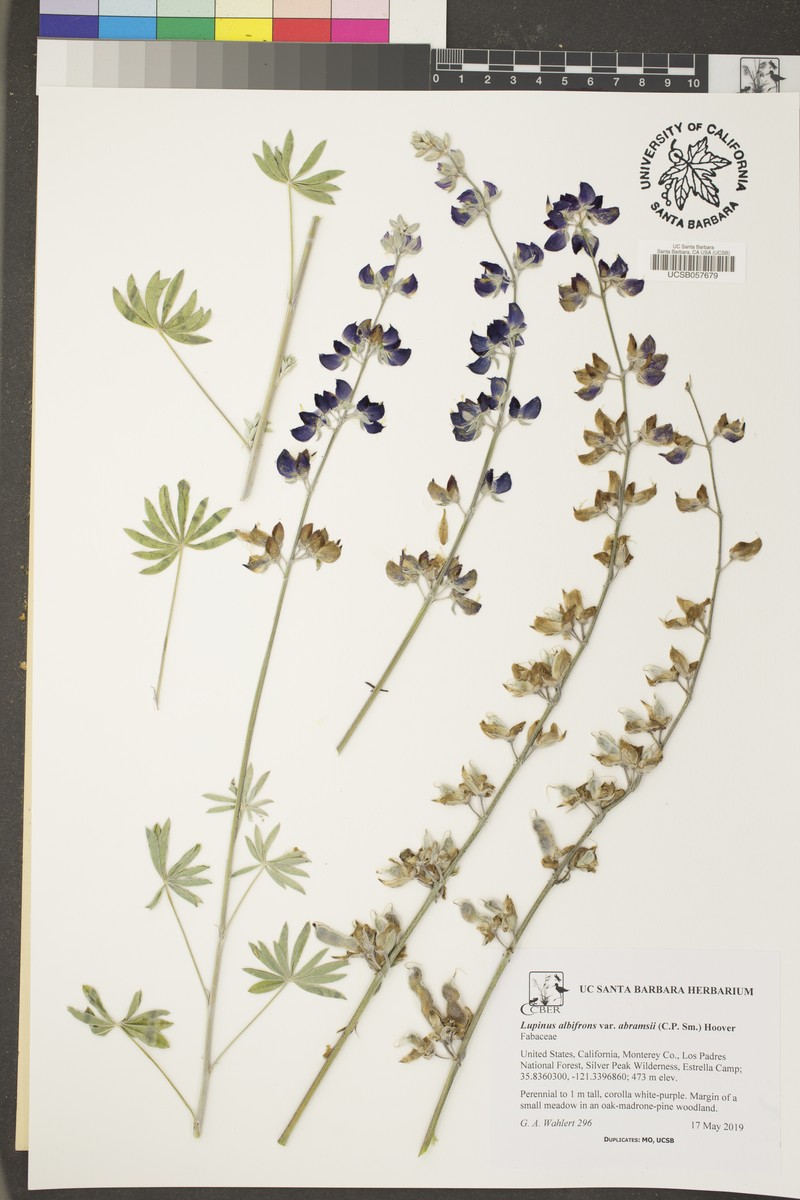 Abrams' Lupine photo 8