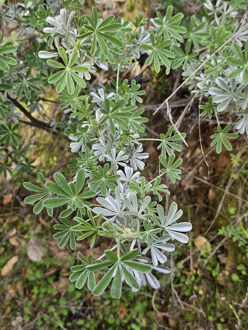 Grants Pass Lupine photo 2