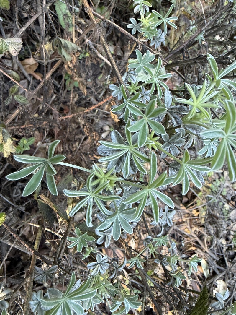 Grants Pass Lupine photo 3