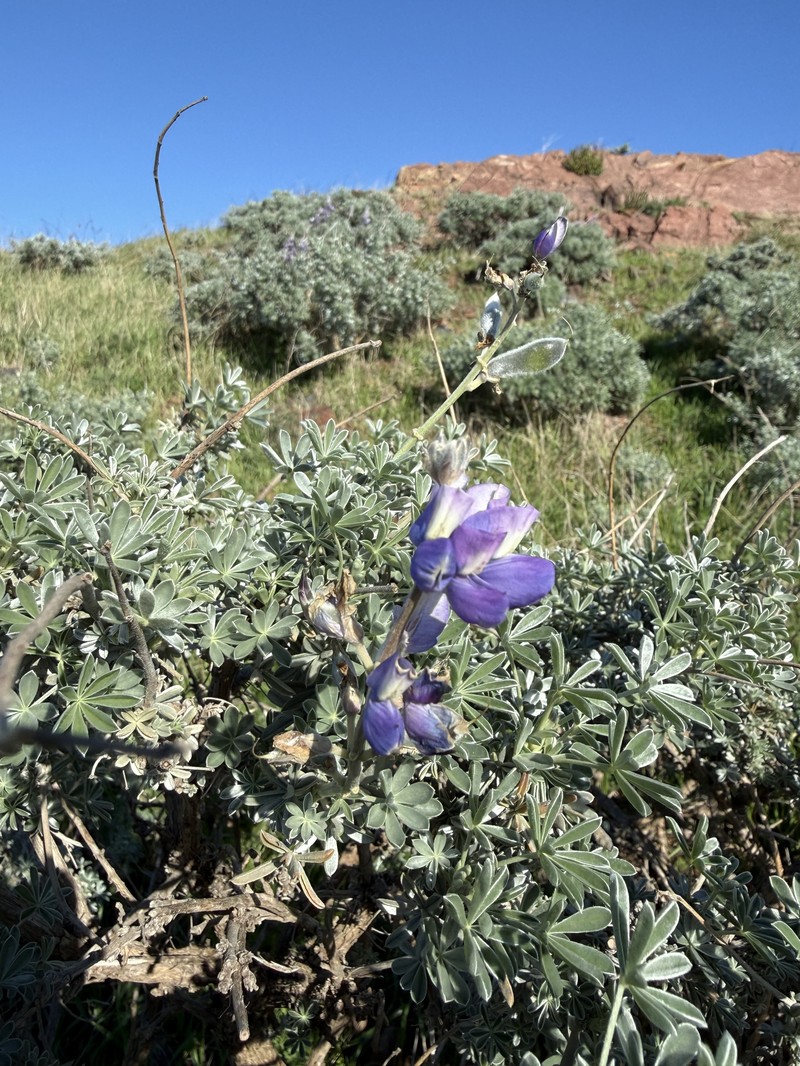 Grants Pass Lupine photo 5