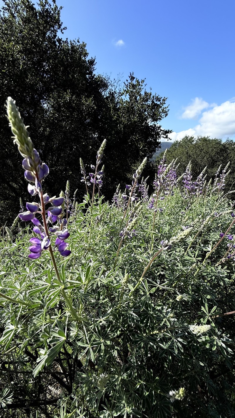 Grants Pass Lupine photo 6