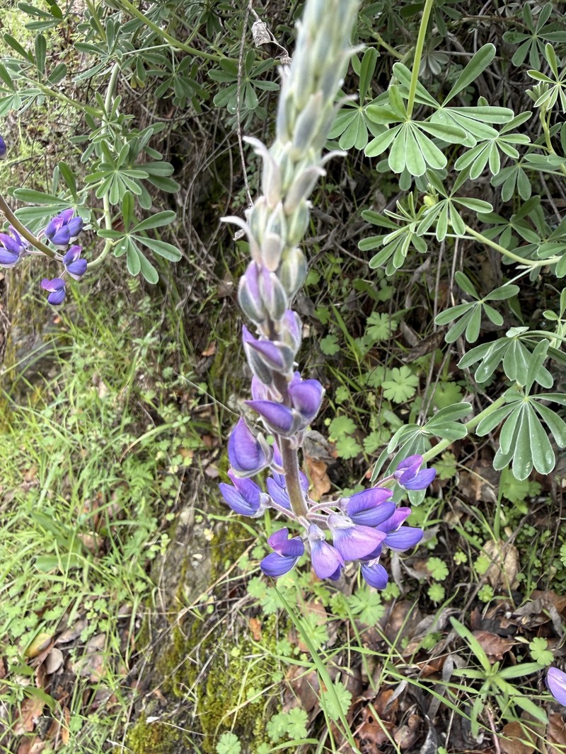 Grants Pass Lupine photo 7
